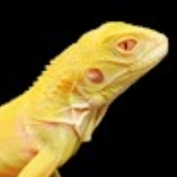 Albino Iguana